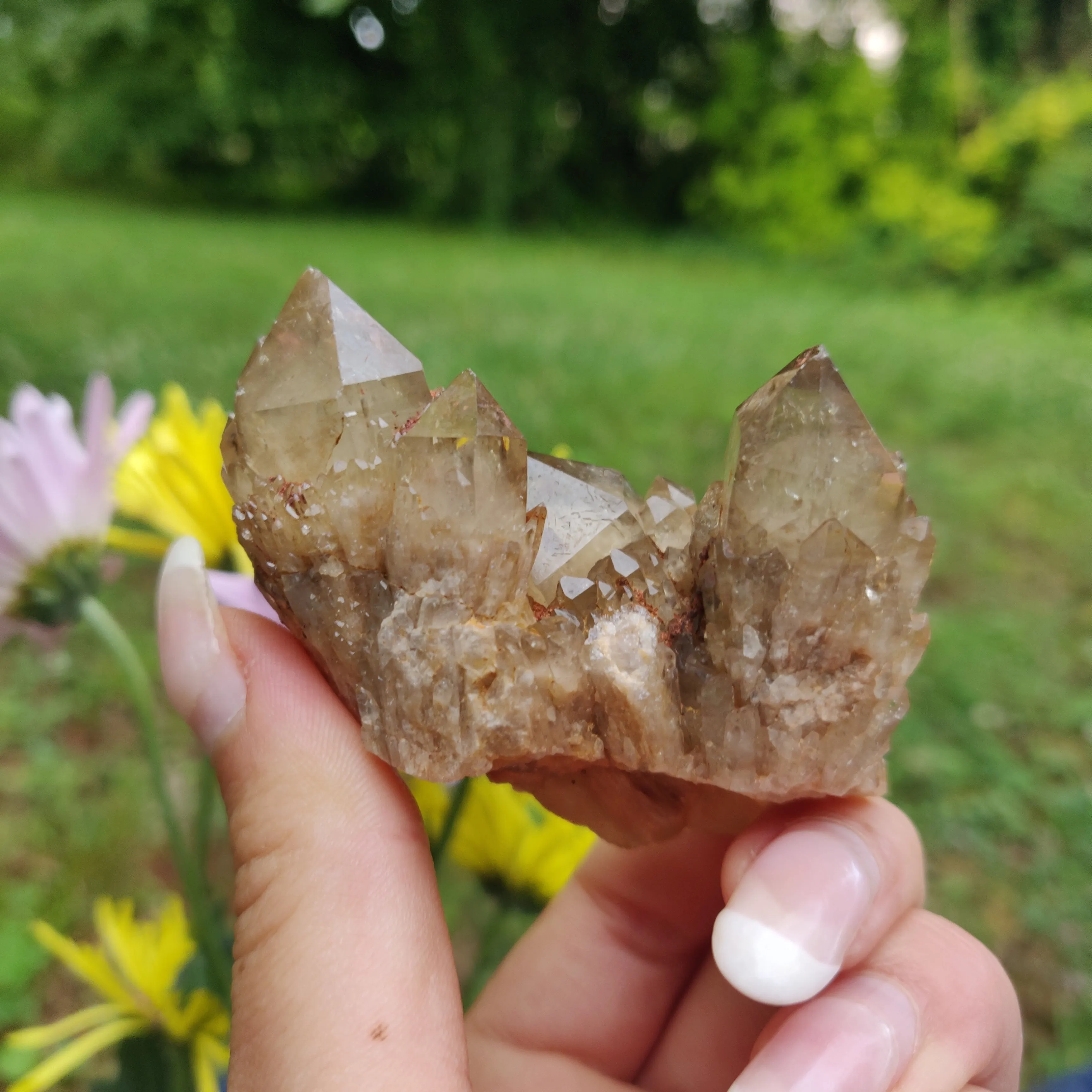 Congo Citrine Cluster (#1)