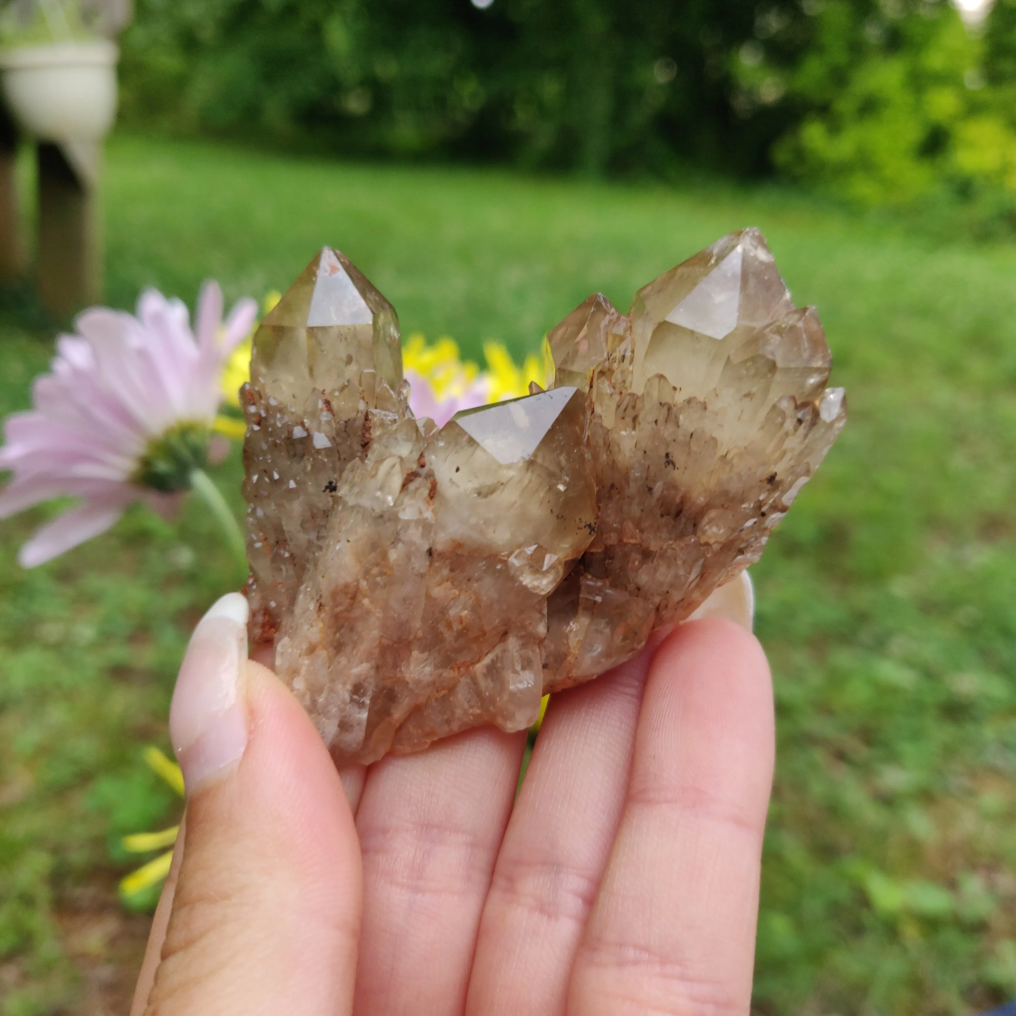 Congo Citrine Cluster (#1)