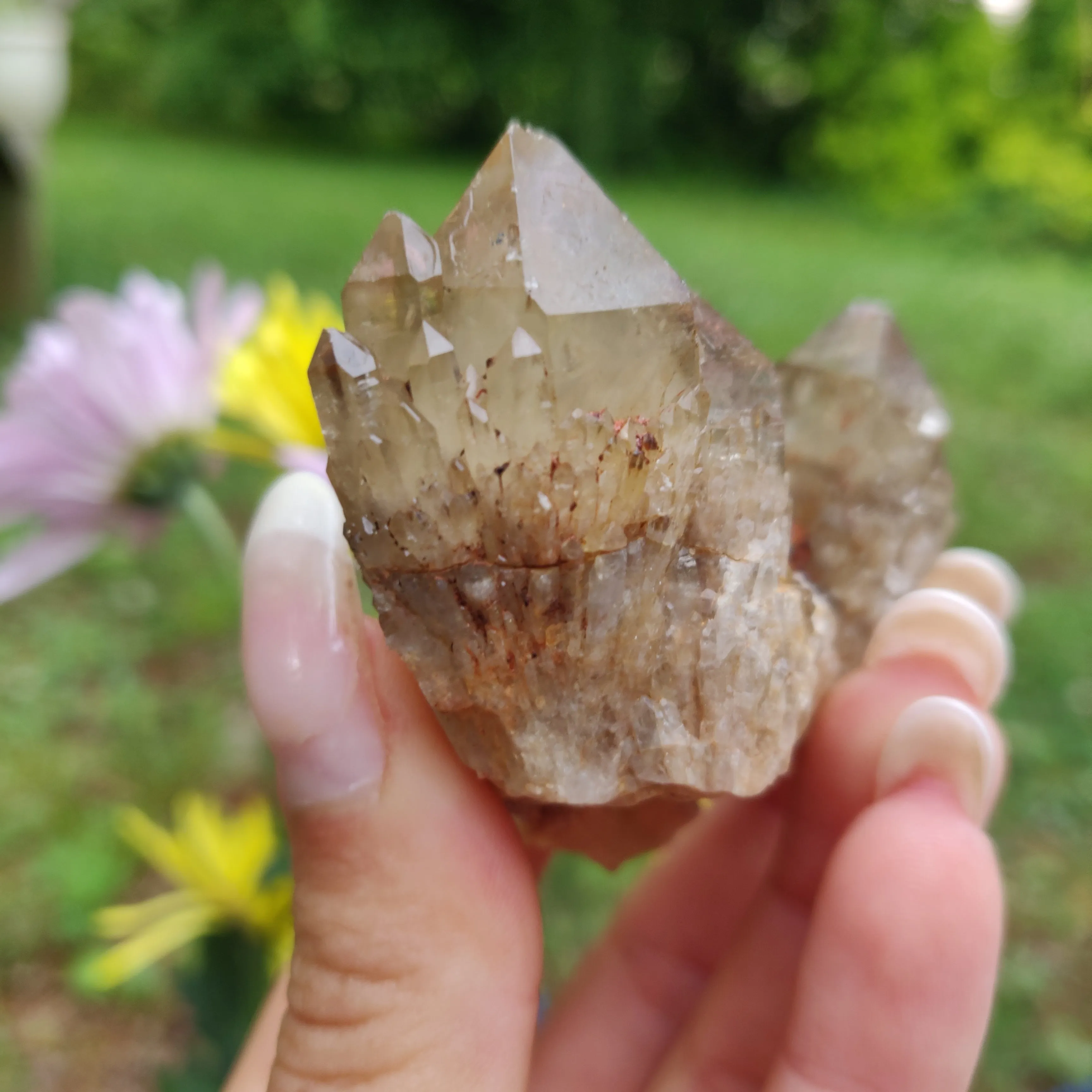 Congo Citrine Cluster (#1)